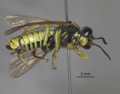 Tenthredo brevicornis