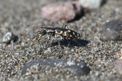 Cicindela haemorrhagica