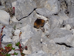 Erebia pluto