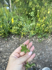 Potentilla chrysantha