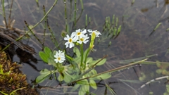 Primula mistassinica