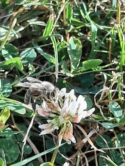 Apis mellifera