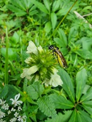 Tenthredo brevicornis