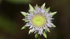 Jasione laevis