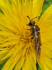 Tenthredo brevicornis