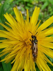 Tenthredo brevicornis