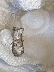 Abrostola tripartita