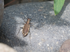 Cicindela marginipennis