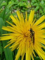 Tenthredo brevicornis