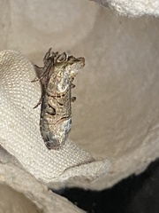 Abrostola tripartita