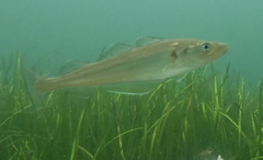 Merlangius merlangus