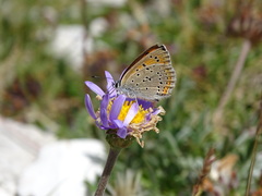 Lycaena hippothoe italica
