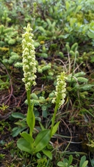 Pseudorchis straminea