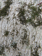 Cryptococcus fagisuga