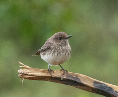 Oenanthe lugubris schalowi
