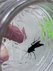 Gnamptopelta obsidianator