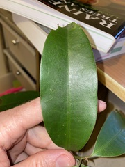 Litsea reticulata