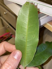Litsea reticulata