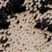 雪白哈寧管菌 - Photo 由 Reiner Richter 所上傳的 (c) Reiner Richter，保留部份權利CC BY-NC-SA