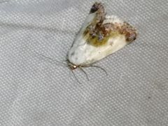 Acontia melanura