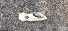 Phalera flavescens