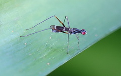 Metopochetus aequalis