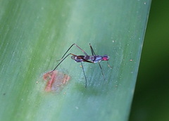 Metopochetus aequalis