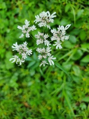 Heracleum austriacum