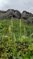 Pseudorchis straminea