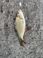 Systomus orphoides