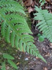 Polystichum aculeatum