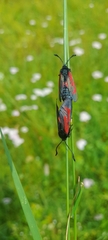 Zygaena minos