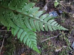 Polystichum aculeatum