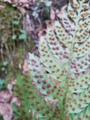 Polystichum aculeatum