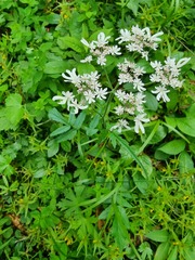 Heracleum austriacum