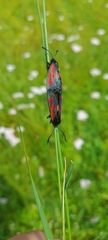 Zygaena minos