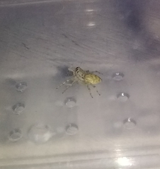 Phintelloides versicolor