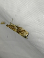 Glyptoteles leucacrinella