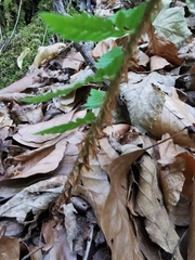 Polystichum aculeatum
