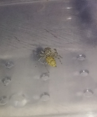 Phintelloides versicolor