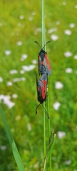 Zygaena minos