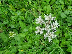 Heracleum austriacum