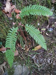 Polystichum aculeatum