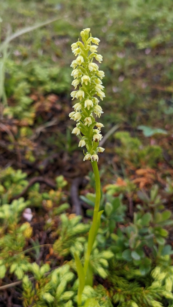 vanilla-scent bogorchid
