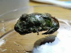 Glebocarcinus amphioetus