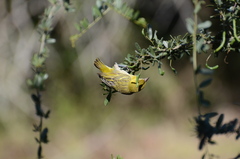 Ploceus xanthopterus