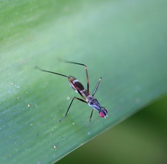 Metopochetus aequalis