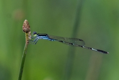 Agriocnemis splendidissima