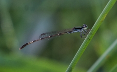 Agriocnemis splendidissima
