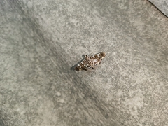 Chabula acamasalis